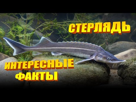 Видео: Интересные факты о стерляди