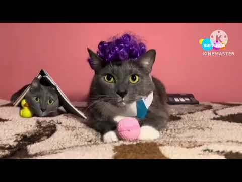 Видео: котинет в каруселе 2