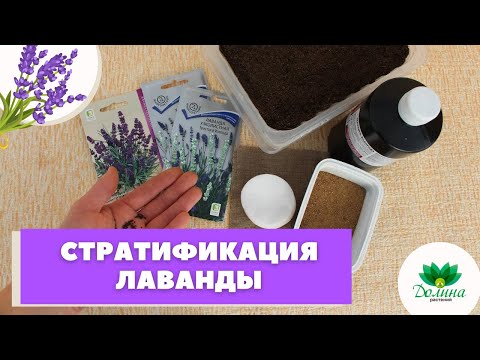 Видео: СТРАТИФИКАЦИЯ СЕМЯН ЛАВАНДЫ! Какой способ выбрать, чтобы цвело и пахло?