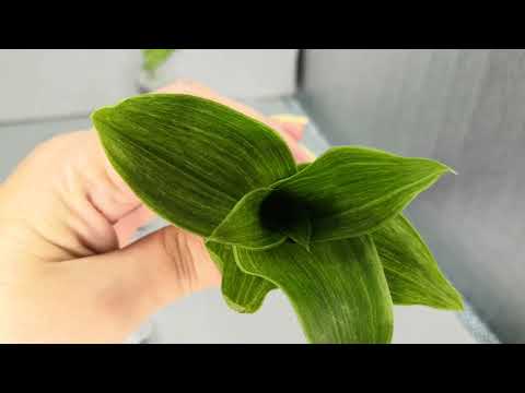 Видео: Ура! Посылка пришла. Распаковочка у меня🌿🌿🌿#комнатныерастения #традесканция #распаковка