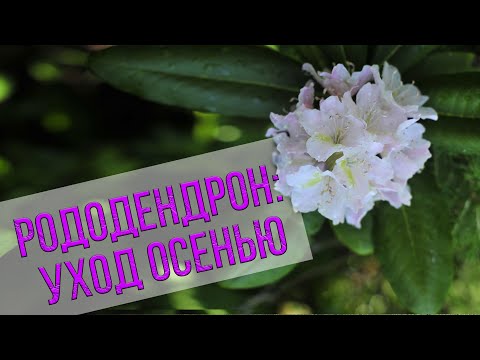 Видео: Рододендрон: уход осенью