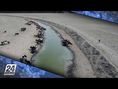 Видео: БҚО-дағы Жаңақала ауданы төрт түлікке қажетті тіршілік нәрінен тарығып отыр