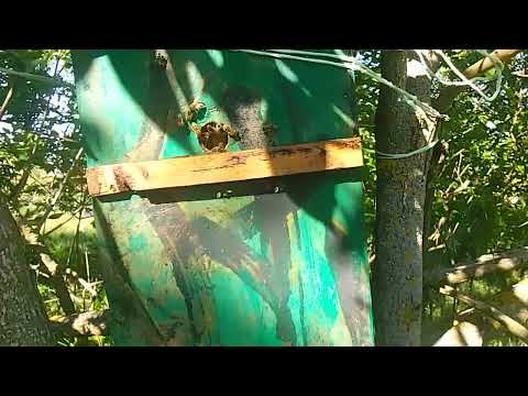 Видео: Лучшая приманка для роёв! Масло ...