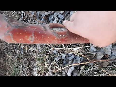 Видео: АЛМА ОРУК БУТОО (ОБРЕЗКА )