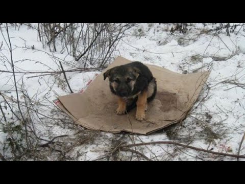 Видео: Бомж слёзно умолял девушку забрать маленького щенка, не думая, что это изменит всю жизнь