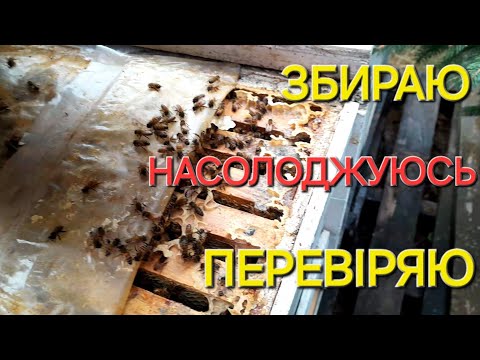 Видео: Стан сімей на 10.11.2025