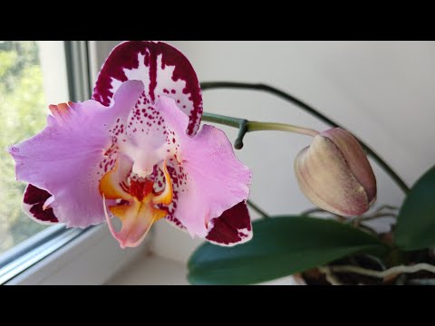 Видео: Роспуск орхидеи Black Piano (бабочка). 2024 год.🌺🌺🌺