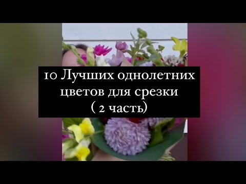 Видео: 10 Лучших однолетних цветов для срезки ( 2 часть)