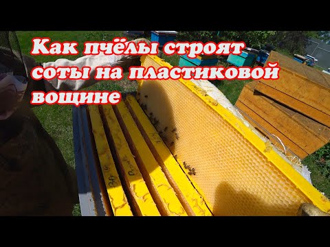 Видео: ПОЛУЧИЛИ НОВИНКУ ПЛАСТИКОВЫЕ РАМКИ ОТ БИНЕНХАУСА, БЕРИ И СРАЗУ СТАВЬ В УЛЕЙ.