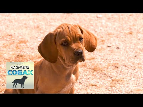 Видео: Португальский бракк (пойнтер). Планета собак 🌏 Моя Планета