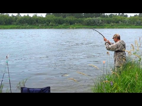 Видео: Донки в Бублик когда ЛЕЩИ с ЛОПАТУ! Рыбалка летом на Оке 2023!