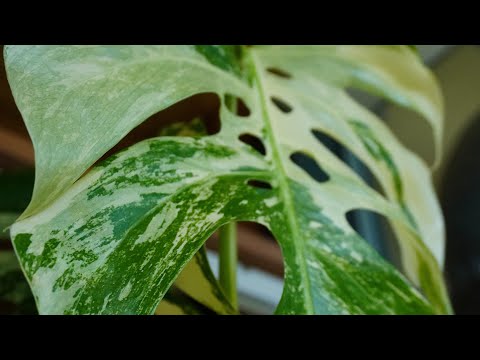 Видео: Асплениум 12 дней в пути, как доехал? / Растения на балконе 🌱