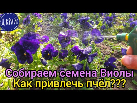 Видео: Начинаем собирать семена Виолы💯 Как собрать правильно? Какие расцветки собирать? Как привлечь пчёл?