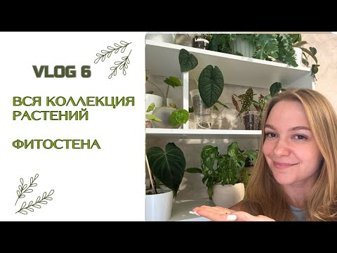 Видео: ЦВЕТОЧНЫЙ ВЛОГ 6 || ПЕРЕСТАНОВКА СТЕЛЛАЖА С РАСТЕНИЯМИ ||  ФИТОЛАМПЫ || ФИТОСТЕНА