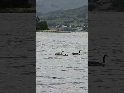 Видео: Сегодня мы не одни на рыбалке,  рыбалка в Норвегии.  Норвегия.  #lange_fishing