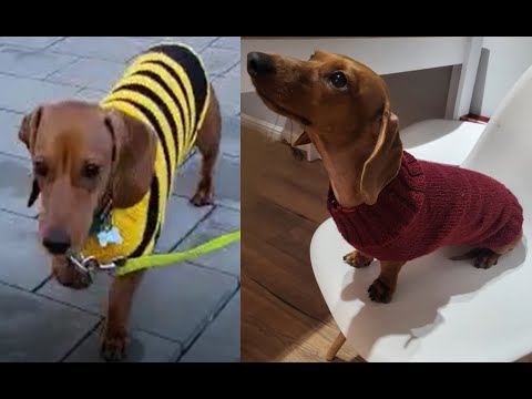 Видео: Свитер для собаки. Простая и быстрая техника по кругу и без швов. #свитер #вязание #безшвов #покругу