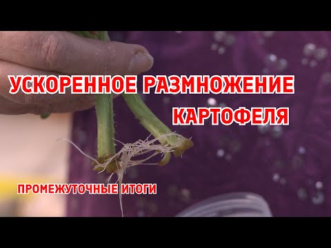 Видео: Промежуточные итоги ускоренного размножения картофеля