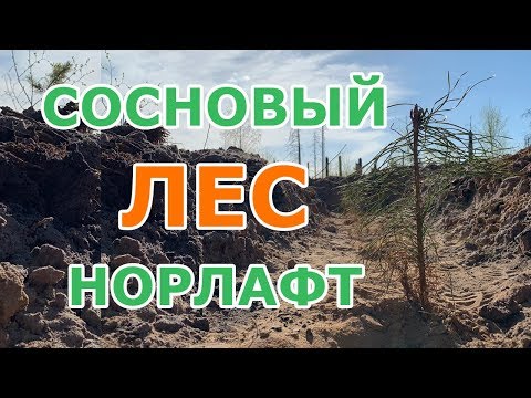 Видео: Восстановление лесов: высаживаем сосны в Мещерском заповеднике