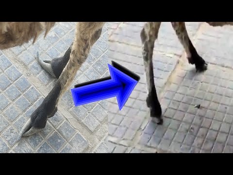 Видео: Тирноки ўсган куй ёки молни кесиб олишни кўрсатиб берамиз