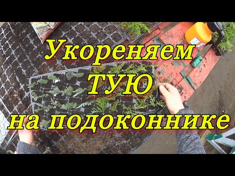 Видео: Укореняем ТУЮ на подоконнике.