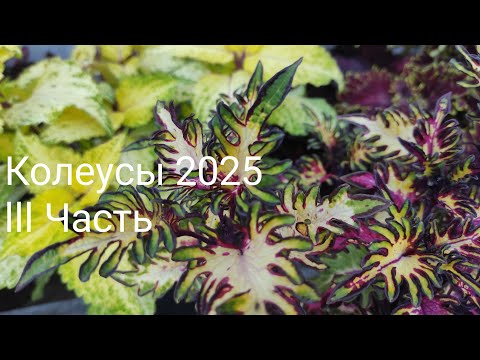 Видео: Мои колеусы, лето 2025. lll Часть