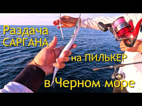 Видео: САРГАН на ПИЛЬКЕР с берега. Сезон ловли саргана стартовал в Гурзуфе