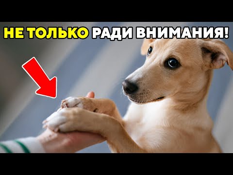 Видео: Если Ваша Собака Кладет На Вас Лапу, ВОТ Что Она Говорит!