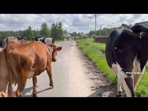 Видео: Единственные коровы в деревне! Выгон коров на пастбище!