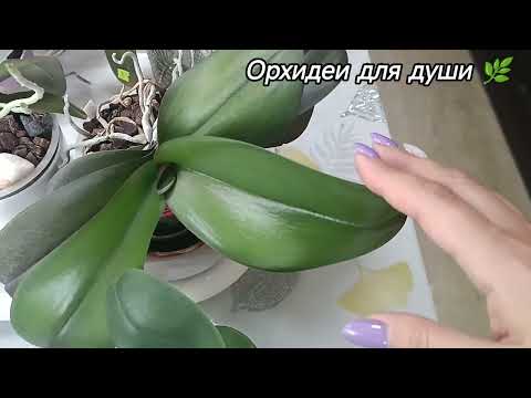 Видео: Стимуляция цветения ОРХИДЕЙ🪻🌹🌺 результат от Доктор Фоли витамин 