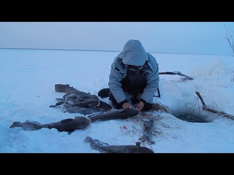Видео: Рыбалка на малых реках Сибири. Ловля сетями зимой подо льдом