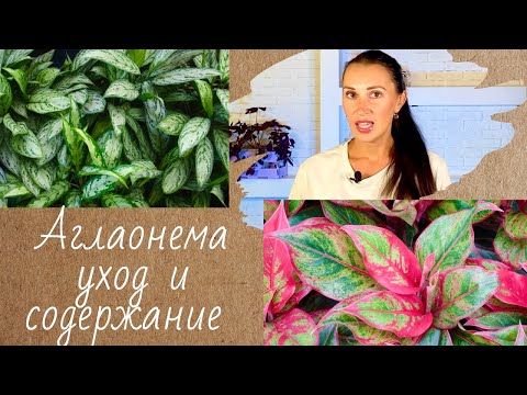 Видео: 🪴🌿✅АГЛАОНЕМА УХОД В ДОМАШНИХ УСЛОВИЯХ/ПРОБЛЕМЫ ВЫРАЩИВАНИЯ/ЦВЕТОК УДАЧИ#аглаонема