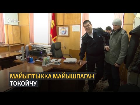 Видео: Майыптыкка майышпаган токойчу