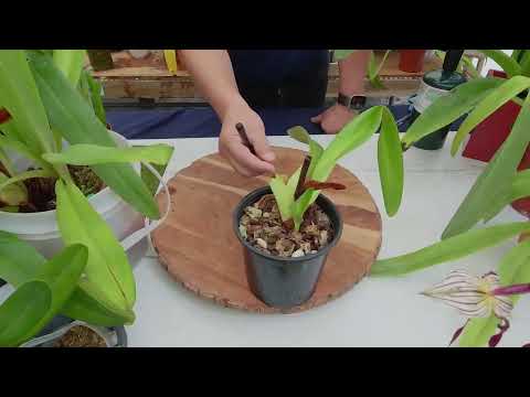 Видео: Norman Fang Live! Эпизод 127: Пересадка и деление многоцветковых пафов