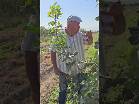 Видео: +992900004489. Плантатсияи Писта дар вилояти Суғд.Шумо ҳам медтонед пистазор кунед.