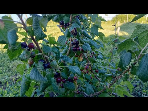 Видео: Лучше средства для борьбы со стеклянницей на смородине !