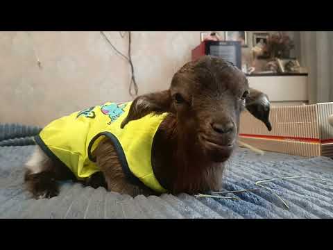 Видео: Мукбанг от козы #pets #животные #прикол #коза #animals #pets #cute #funny #zoo #goat #тикток #рек