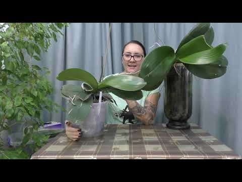 Видео: МОИ СЛОНЯТА  / КАК ОМОЛОДИТЬ ОРХИДЕЮ / ЯБЛОНЬКА /  ПЕРЕСАЖИВАЕМ ОГРОМНУЮ ОРХИДЕЮ !