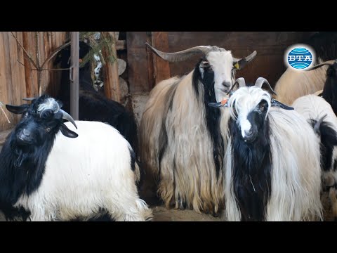 Видео: BTA: Защо в Банско отглеждат Калоферски кози?