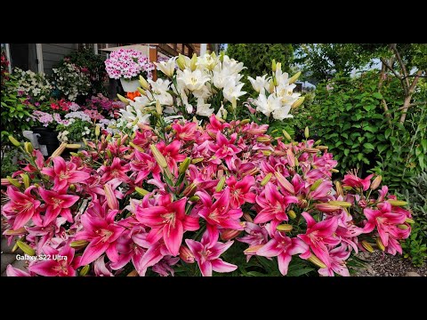 Видео: Лилии. Как сажать, как ухаживать, как размножать и всё другое что нужно знать о них.