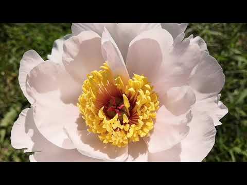 Видео: Цветут пионы с ирисами😍 💗 (2ч.)