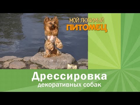 Видео: Дрессировка йорка. Чему можно научить?