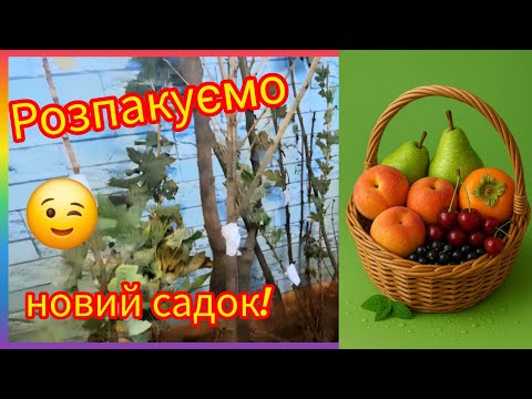 Видео: Саженцы деревьев и кустов 🌳🥀с Фейсбука🫢Цены,качество‼️Распакуем новый сад😉🪴#flowers #сад#дерево