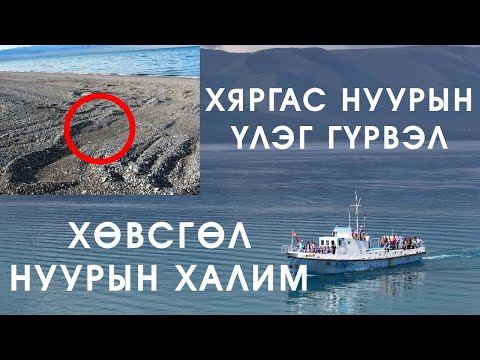 Видео: [ДАЛД ЕРТӨНЦ #19] Монгол дахь нууцлаг аварга загаснууд...