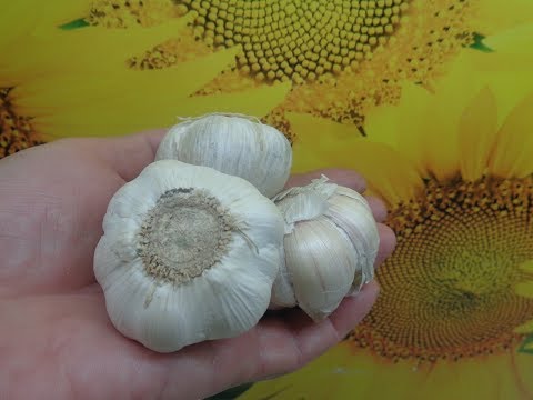 Видео: ЧЕСНОЧНОЕ ОПРЫСКИВАНИЕ ОТ БЕЛОКРЫЛКИ И ФИТОФТОРЫ. Ольга Чернова.