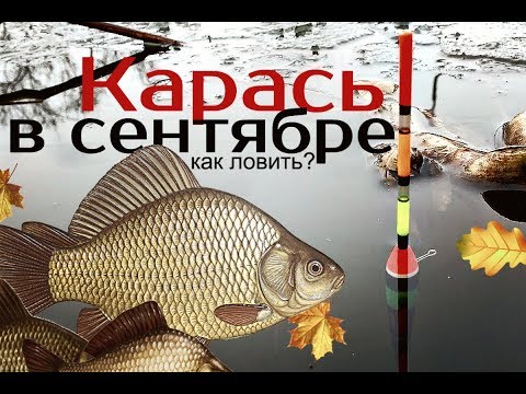 Видео: Как и на что ловить карася в сентябре?