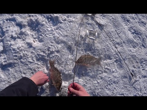 Видео: Рыбалка на хапуги с прикормкой