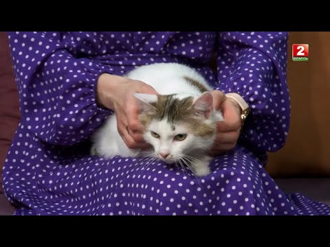 Видео: Реабилитация животных после переломов |ВКЛЮЧАЙСЯ