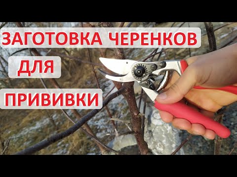 Видео: Черенки для прививки - когда заготавливать, как резать и как хранить