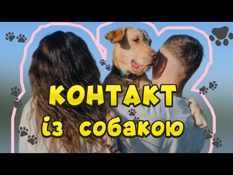 Видео: Контакт із собакою. Як встановити контакт з собакою? Як добитись розуміння від собаки?