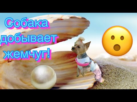 Видео: Собака добывает жемчуг // Как заработать на собаке